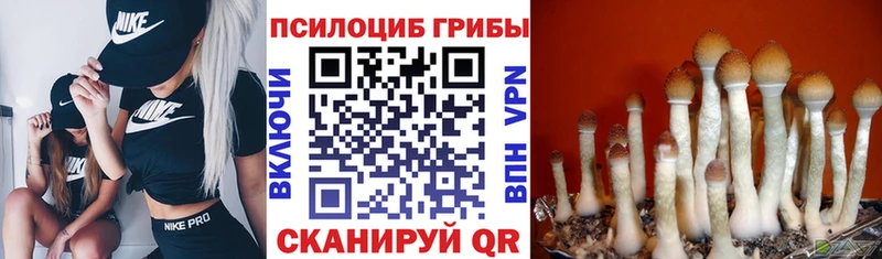 Псилоцибиновые грибы Psilocybe  Ядрин 